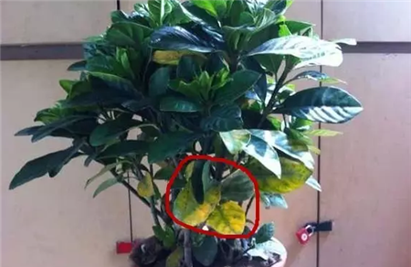 栀子花黄叶 栀子花黄叶