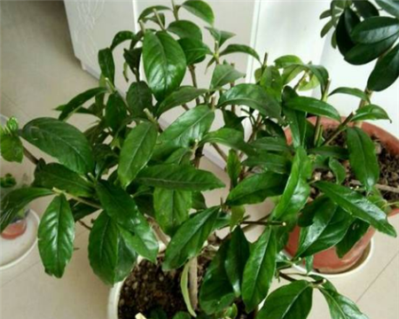 整棵栀子花 整棵栀子花