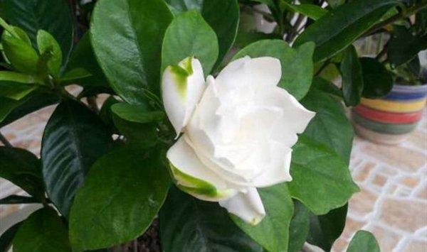 养一回死一回的栀子花，到底应该怎么养？！