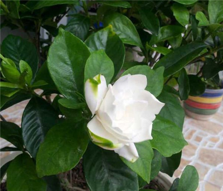 栀子花 栀子花