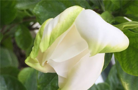 栀子花开花 栀子花开花