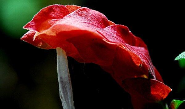 虾衣花扦插繁殖方法