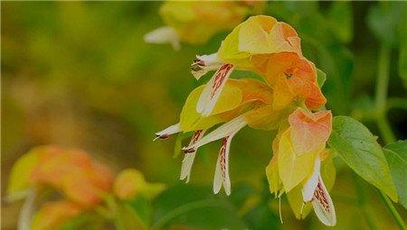 虾衣花扦插繁殖方法