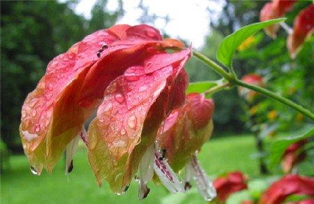 虾衣花扦插繁殖时间