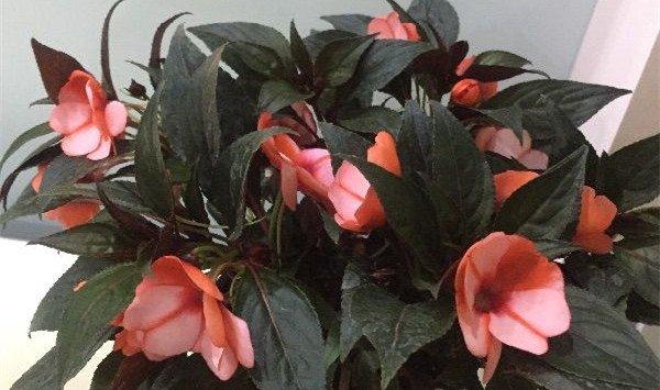 花种不发芽怎么办