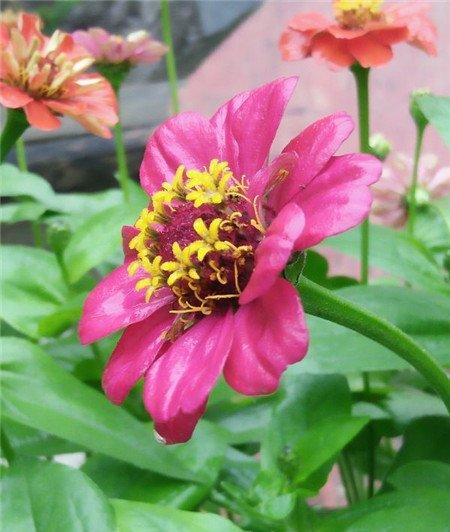 花种不发芽是种子发芽时光照不对 花种不发芽是种子发芽时光照不对