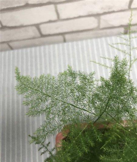 花种不发芽是种子的处理问题 花种不发芽是种子的处理问题