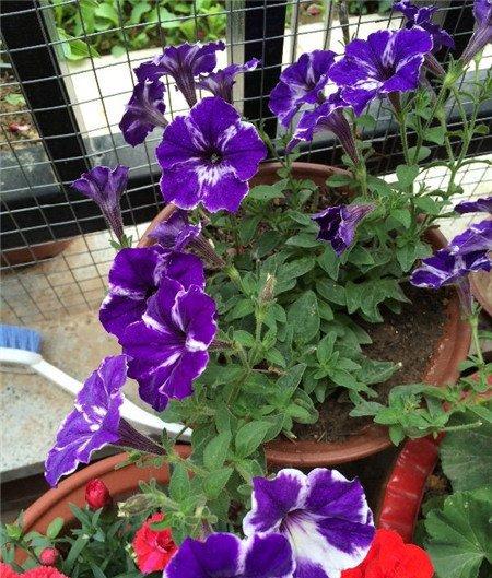 花种不发芽是种子的问题 花种不发芽是种子的问题