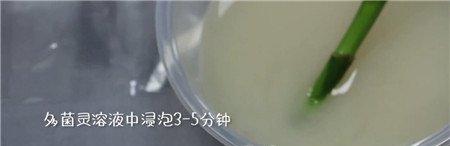 把枝条放到多菌灵溶 把枝条放到多菌灵溶