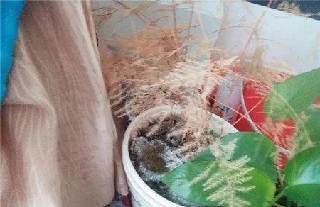 文竹油烟太重 文竹油烟太重