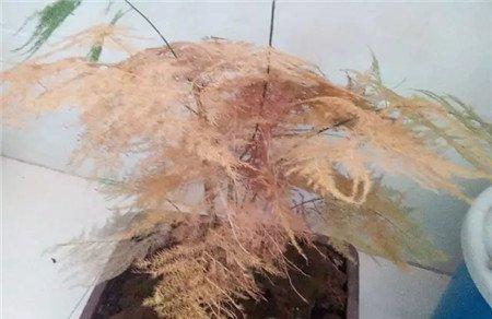 文竹光照不当 文竹光照不当