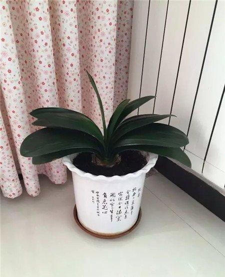君子兰浇水少 君子兰浇水少