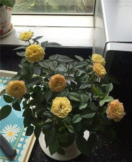 月季病虫害 月季病虫害