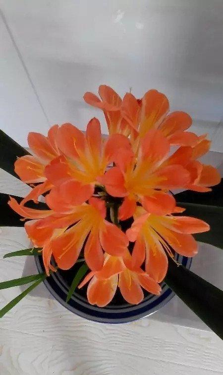 君子兰开花了 君子兰开花了