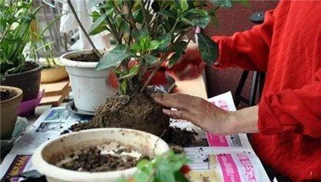 酸性土壤栀子 酸性土壤栀子