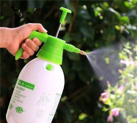 月季喷水 月季喷水