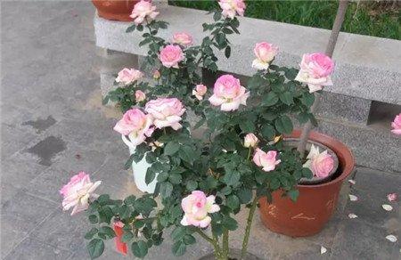 月季防虫 月季防虫