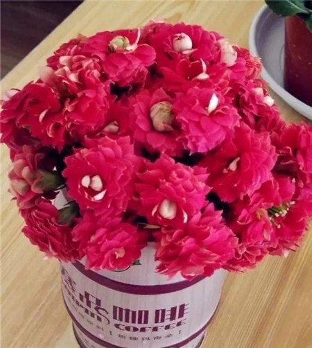 长寿花花 长寿花花