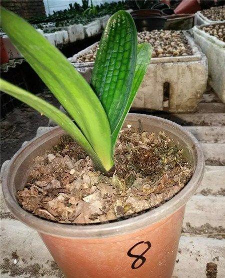 君子兰遮荫 君子兰遮荫