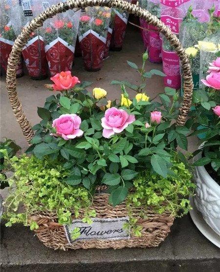 月季花 月季花