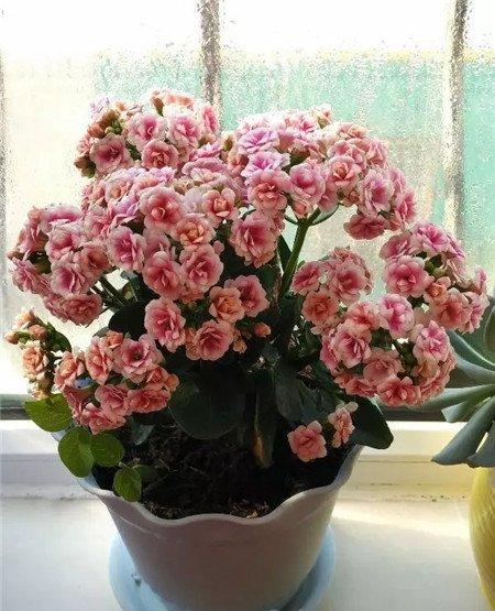 长寿花则因 长寿花则因