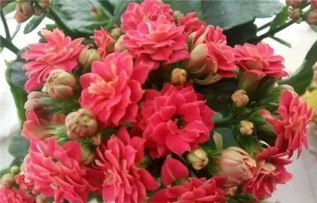长寿花是非窝 长寿花是非窝
