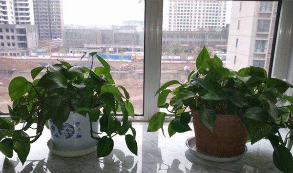 水培绿萝多久换一次水