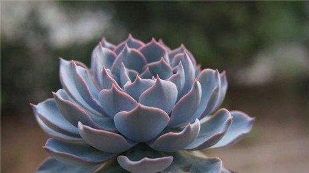 蓝石莲老桩
