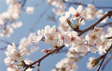 自花结实率低