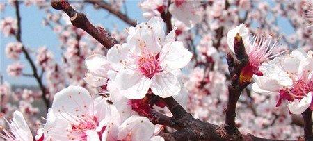 杏树什么时候开花