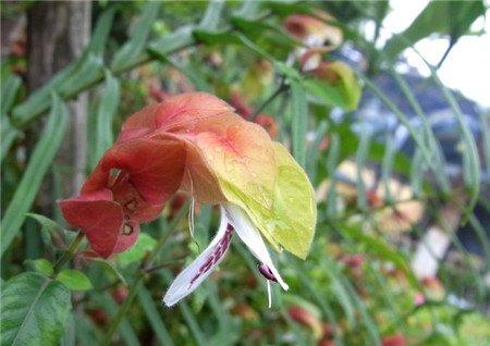 虾衣花 虾衣花