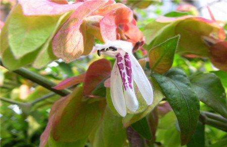 虾衣花 虾衣花