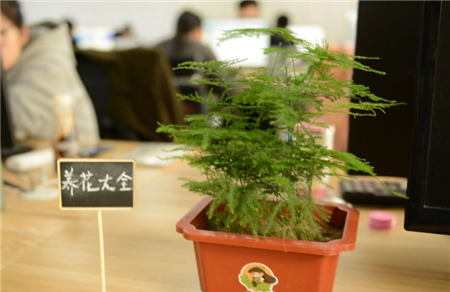 文竹 文竹