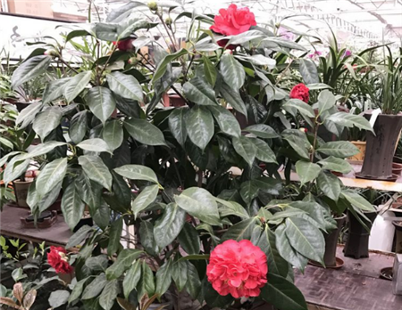 茶花 茶花