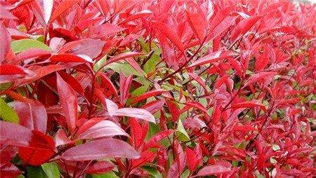盆栽红叶石楠的植株和容器选择 盆栽红叶石楠的植株和容器选择