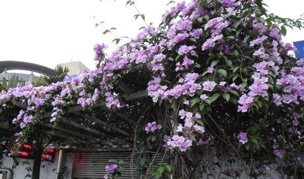 蒜香藤什么时候开花
