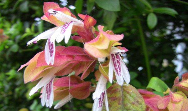 虾衣花的繁殖方法