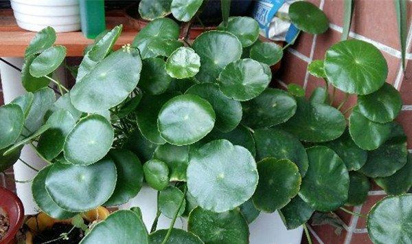 铜钱草怎么养比较茂盛