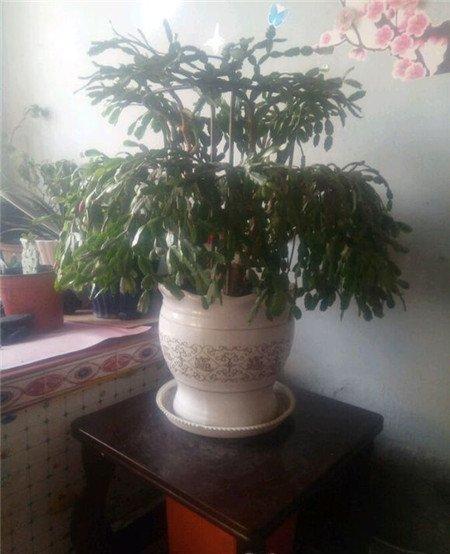 蟹爪兰修剪后