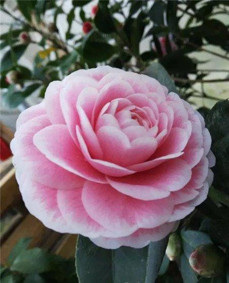 茶花 茶花