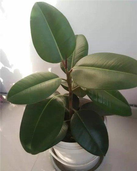 橡皮树 橡皮树