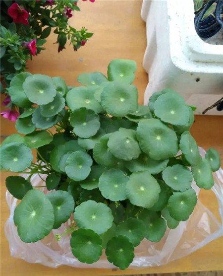 铜钱草 铜钱草