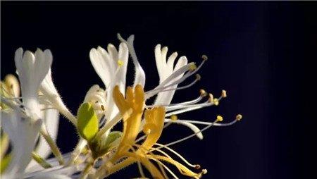 金银花 金银花