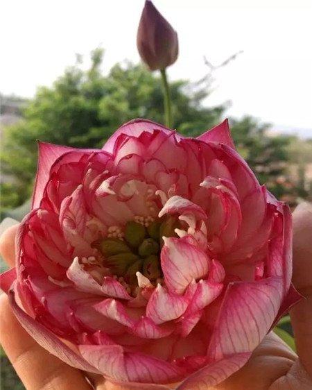 碗莲 碗莲