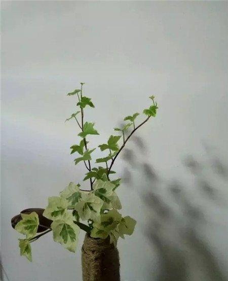 常春藤 常春藤