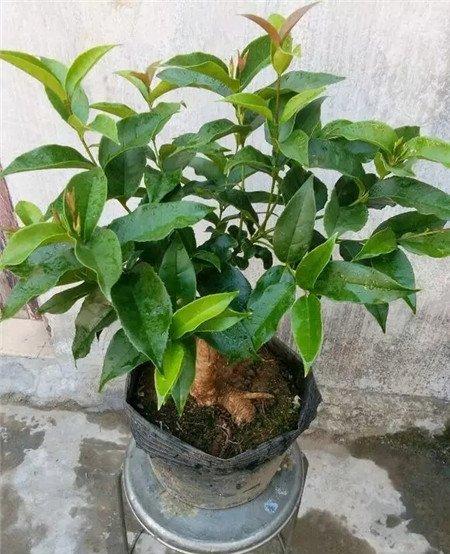 桂花 桂花