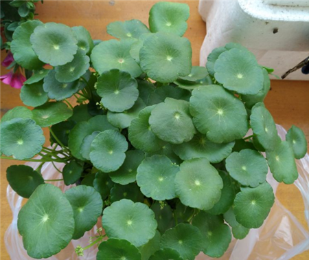 铜钱草 铜钱草