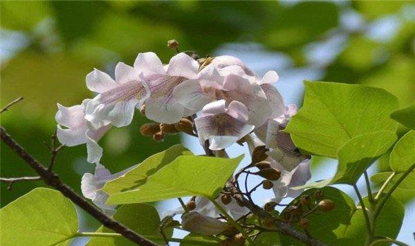 泡桐花可以吃吗