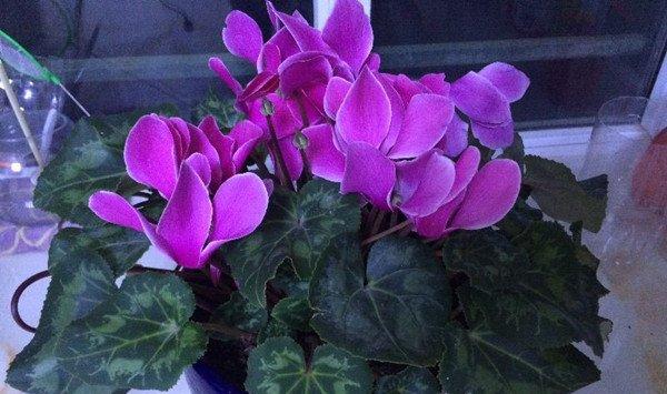 仙客来的风水摆放