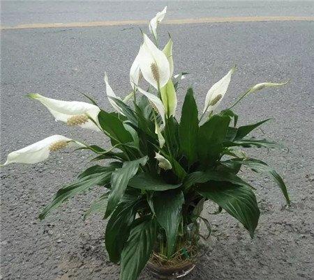 水培白掌